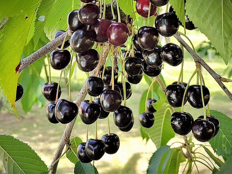 cerises de Fougerolles